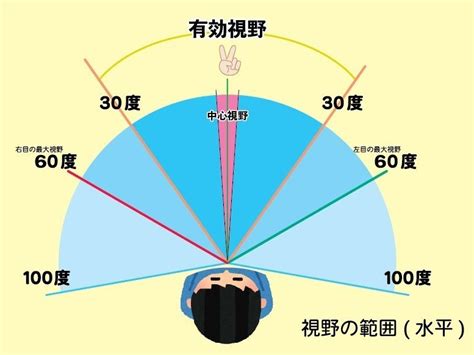 人類視覺角度|視野